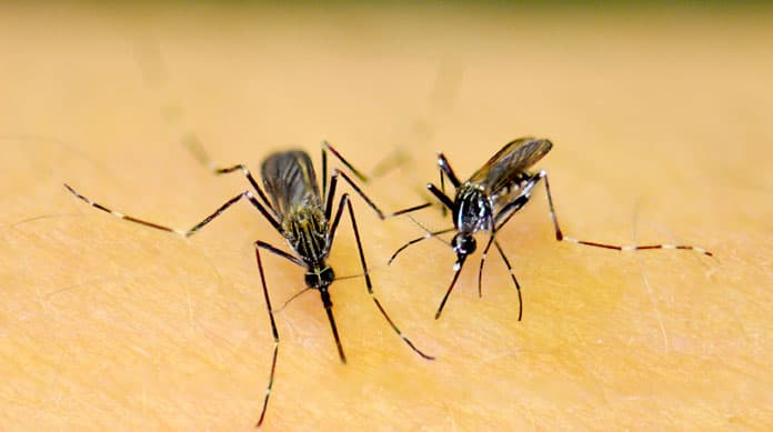 除了登革熱，你聽過茲卡病毒(Zika Virus)嗎!?