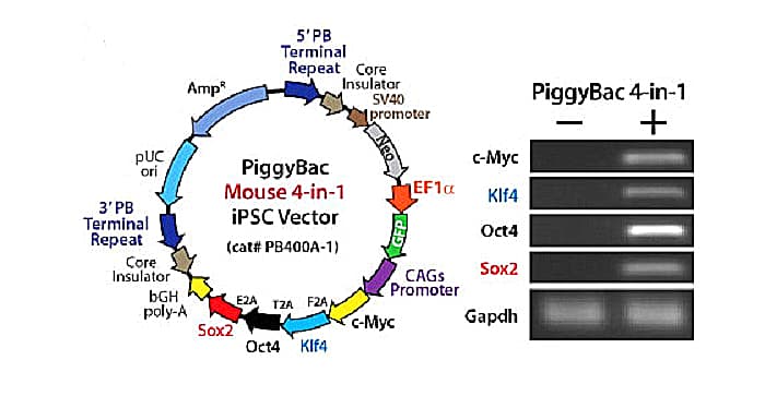 2005年05月14日 PiggyBac基因修飾技術申請專利