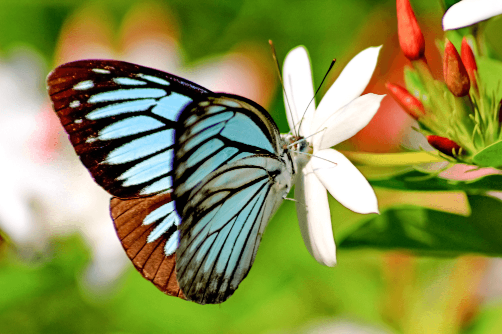 1921年07月27日 英國蝴蝶遺傳學家Philip Sheppard誕生