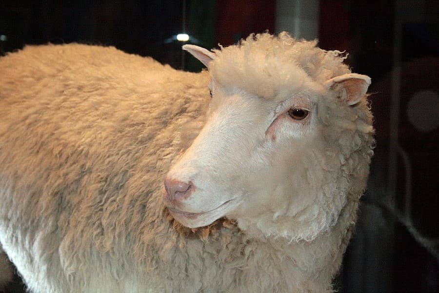 1996年07月05日 桃莉羊誕生 人類史上第一次成功複製哺乳類動物