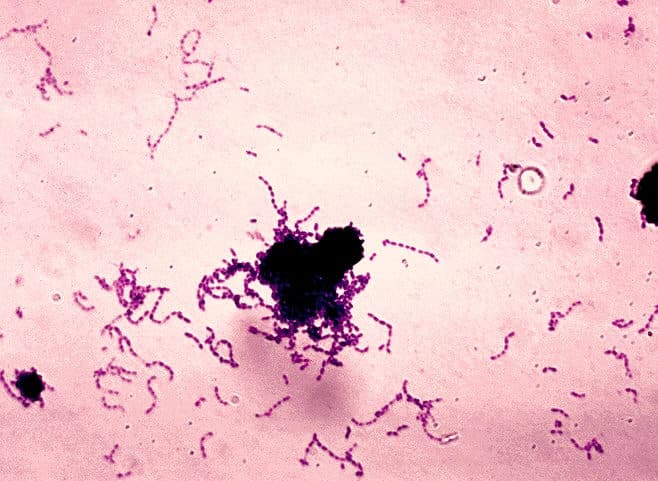 2002年10月16日  蛀牙菌 Streptococcus mutans 的全基因體完成定序