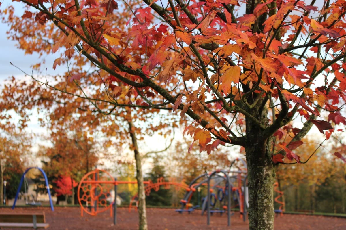 秋季紅楓中隱藏的基因秘密