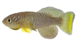 2015年12月03日 非洲鱂魚全基因體定序