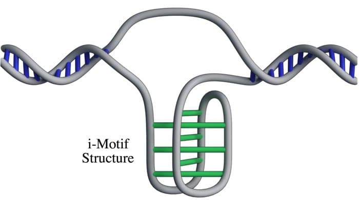顛覆雙股螺旋！  人類活體細胞首見四聯體 DNA