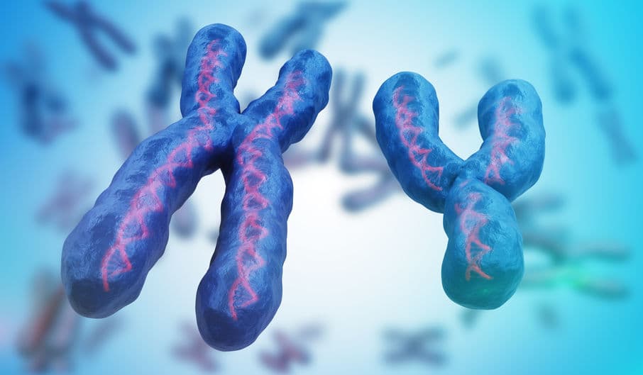 不可忽略的基因暗物質 三種增強子調控性別發育