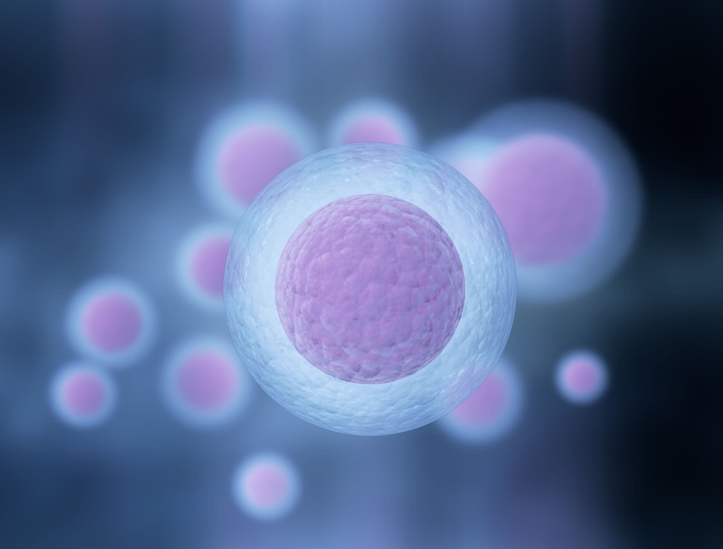 比人類誘導多功能幹細胞（iPSCs）更為穩定？3i 雞尾酒療法誘導幹細胞促眼血管再生