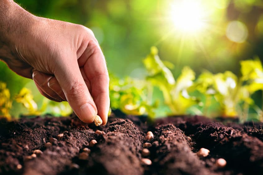CRISPR-Cas9 in agricultural use