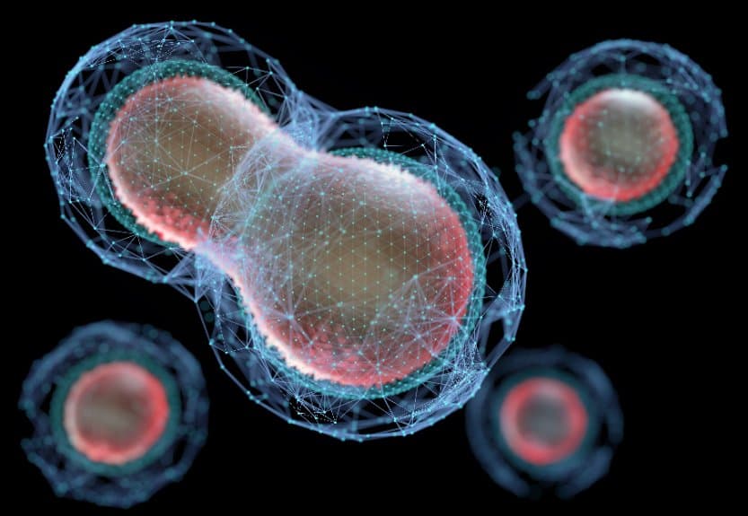 細胞分裂時怎麼「打包」染色體？新機制發現染色體緊縮以防穿孔