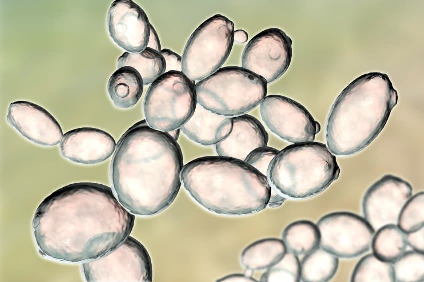 酵母生成的抗癌藥？丹麥研究基改酵母菌以生成植物性生物鹼