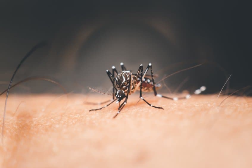 誰是「蚊蟲磁鐵」？美研究揭某些人皮膚上產生的酸類讓埃及斑蚊欲罷不能！