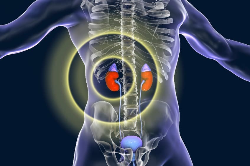 發現女性腎臟保護力來源！調節鐵依賴型細胞死亡的通路 NRF2