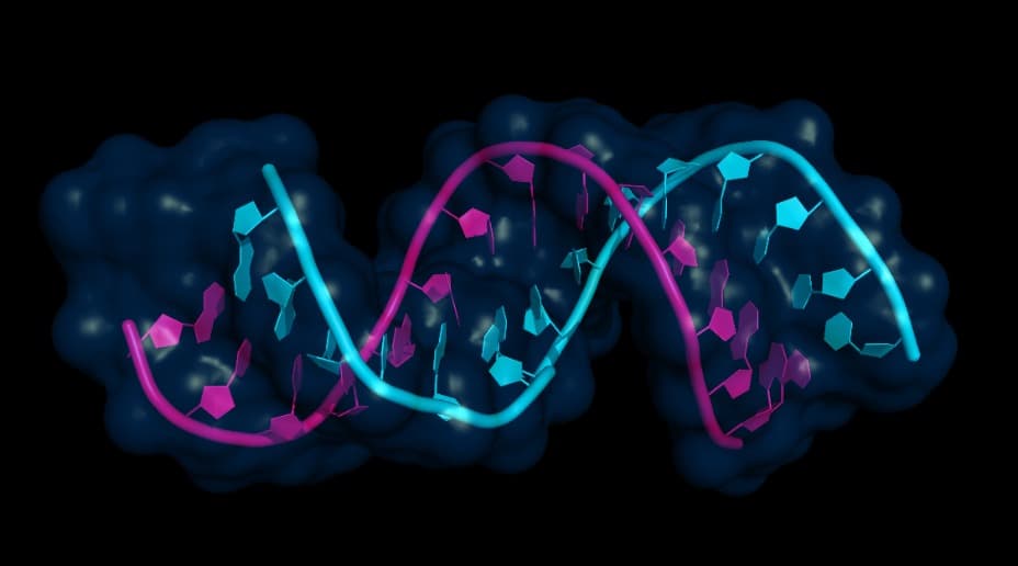 人工髮夾 DNA 結合癌細胞 mRNA，可望成為潛在療法