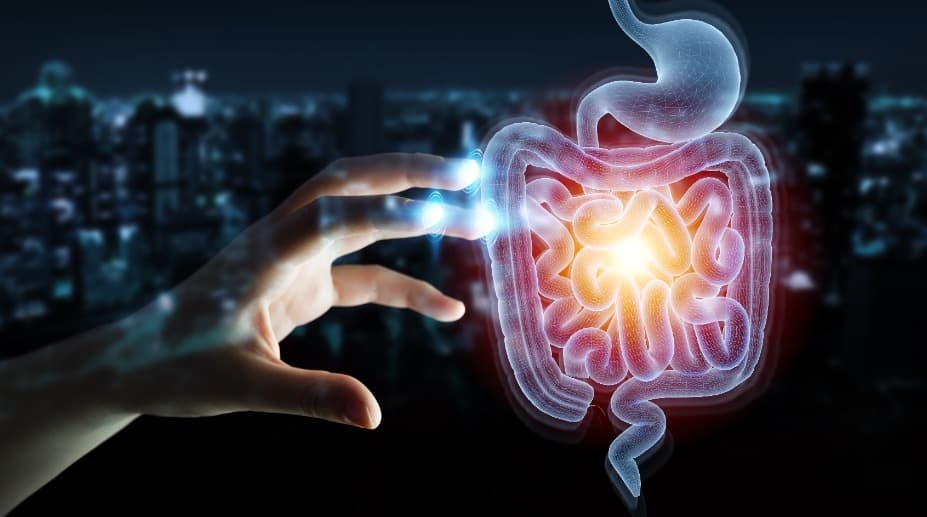 渴望健美的身材？增加腸道菌可能是一種提高運動的動機方法