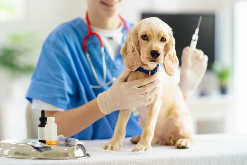 寵物市場正熱！犬疫苗專利產業分析