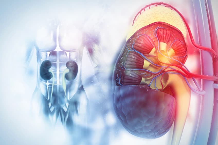 Vera 公司 Atacicept 獲得治療突破，用於 A 型免疫球蛋白腎病變 (IgA Nephropathy)