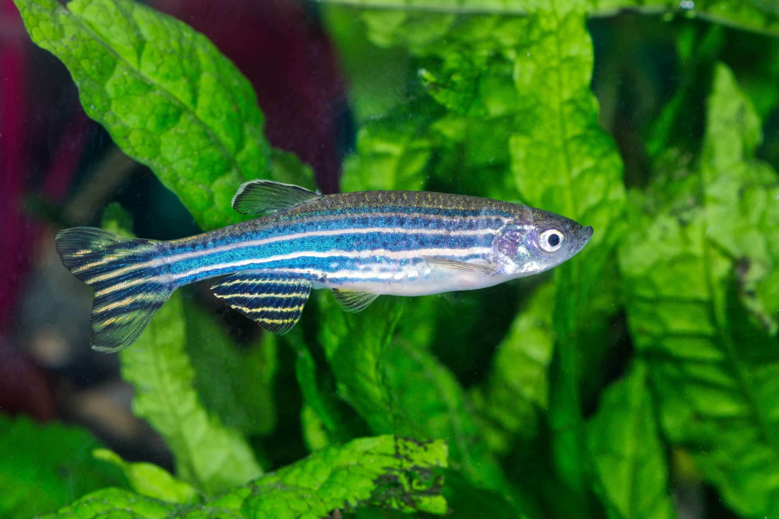 能力是天生或習得？斑馬魚研究對脊椎動物的神經元網路有新發現！